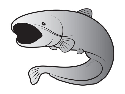 Nálepka sumec SILVER