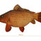 Peluche carpe delphin carpy - 101006075_1