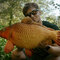 Peluche carpe delphin carpy - 101006075_3