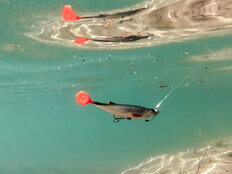 Esca artificiale Delphin Realix 3D / 2pz 