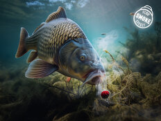 D SNAX SHELL lure / Rum - Cola