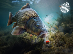 D SNAX SHELL lure / Frankfurter – chilli