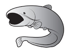 Etichetta SILVER del siluro